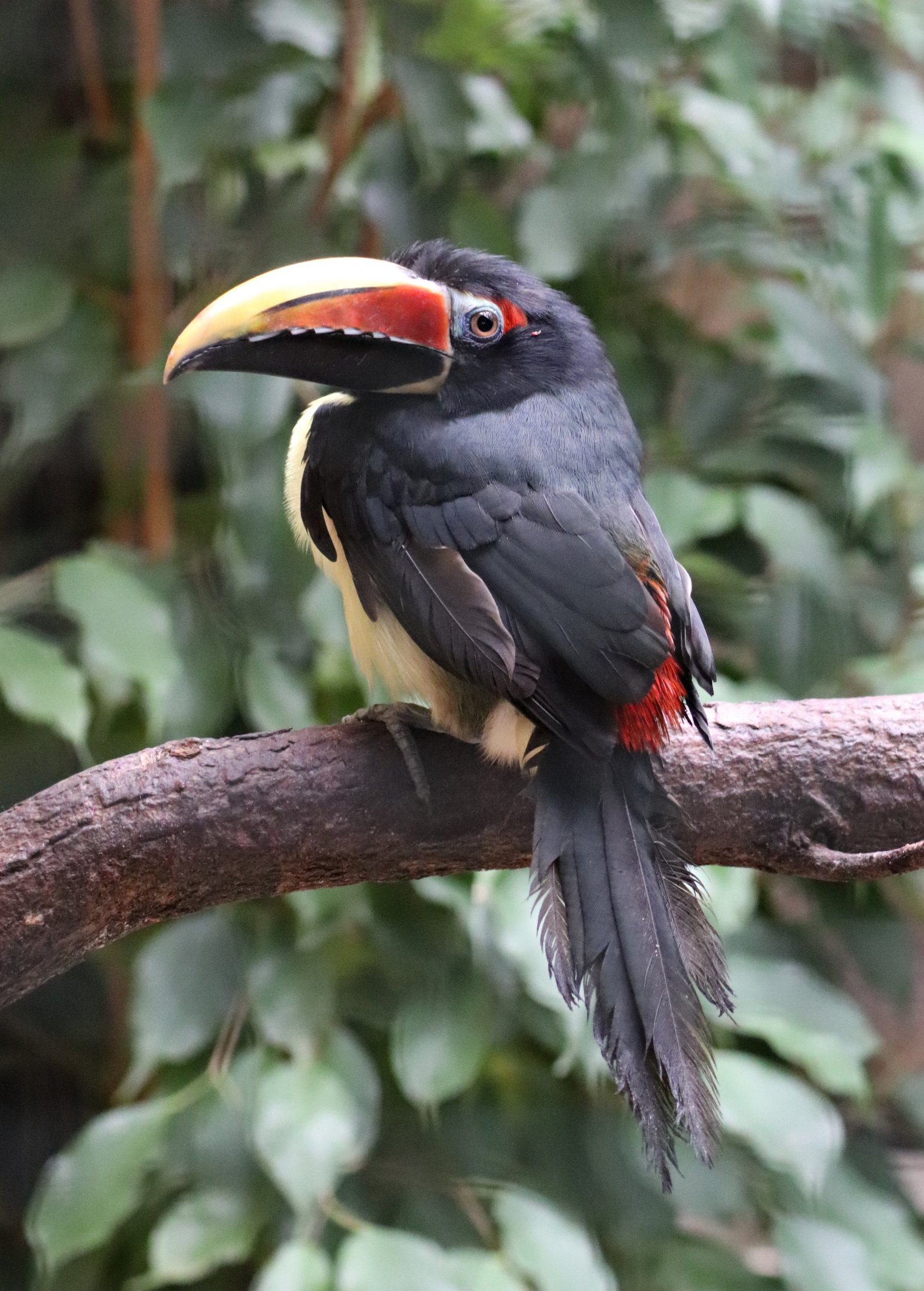 Green aracari (Pteroglossus viridis) in Pukara