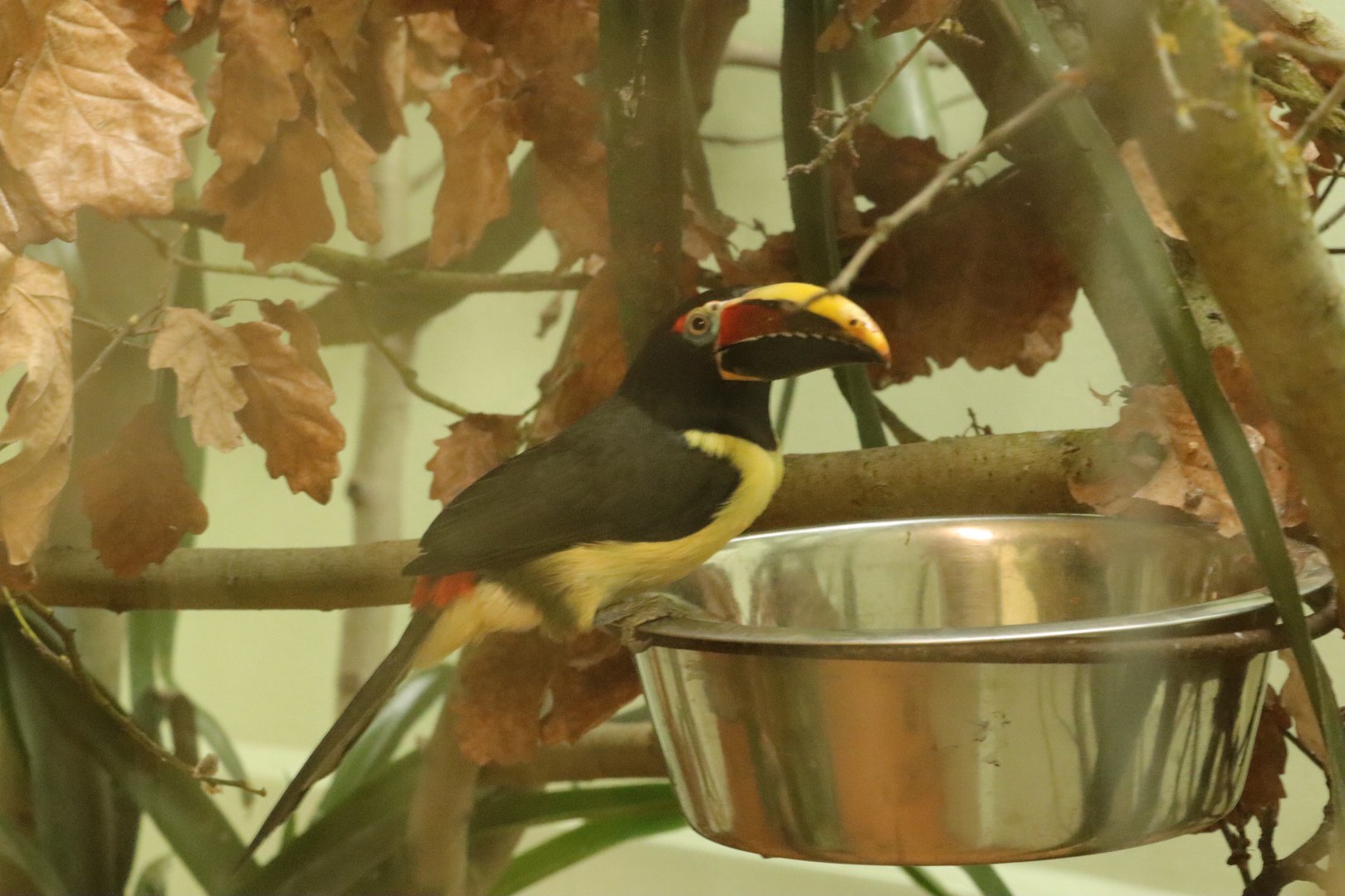 Green aracari (Pteroglossus viridis) in the Amazon house