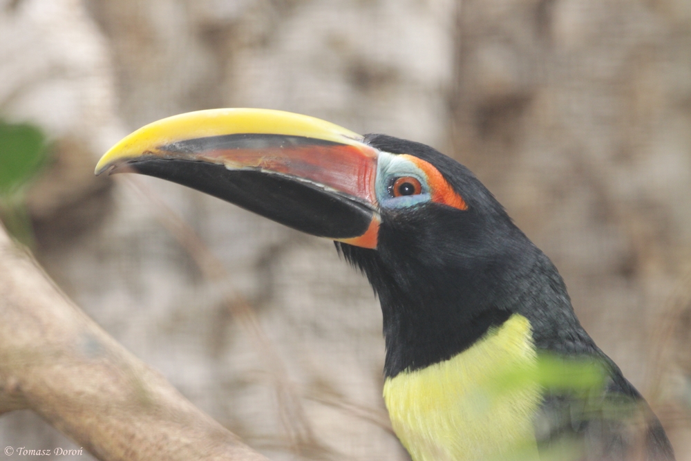 Green Aracari (Pteroglossus viridis)