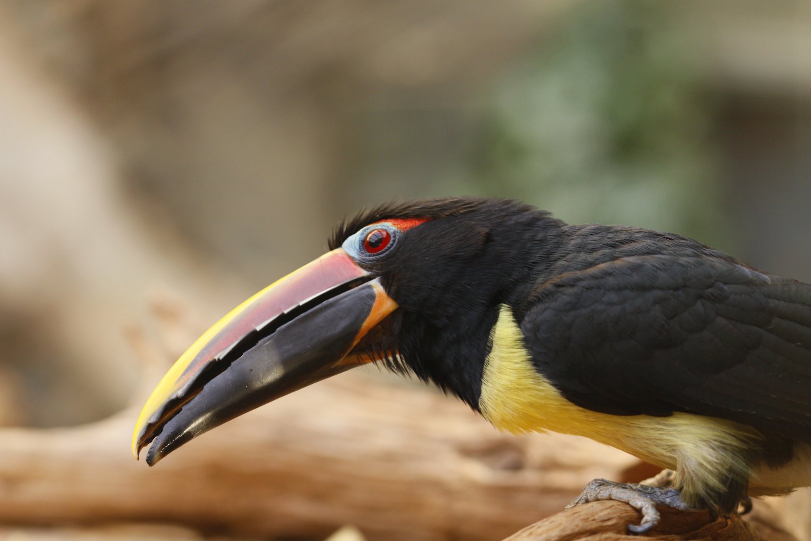 Green aracari (Pteroglossus viridis)