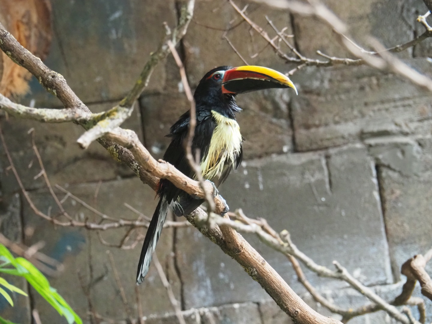 Green araçari (Pteroglossus viridis)