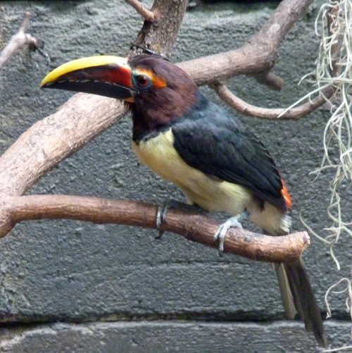 Green aracari (Pteroglossus viridis)