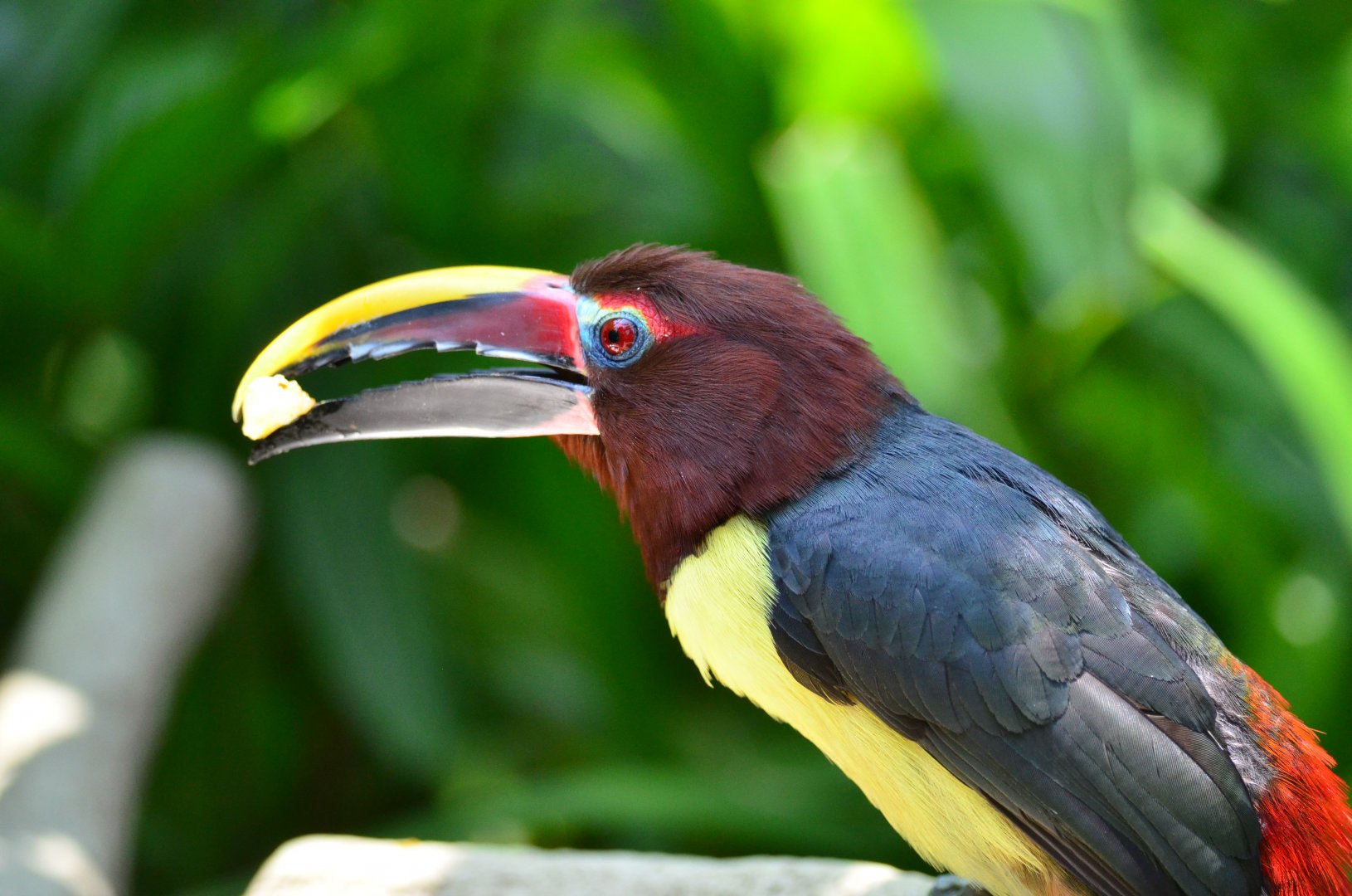 Green Aracari (Pteroglossus viridis)