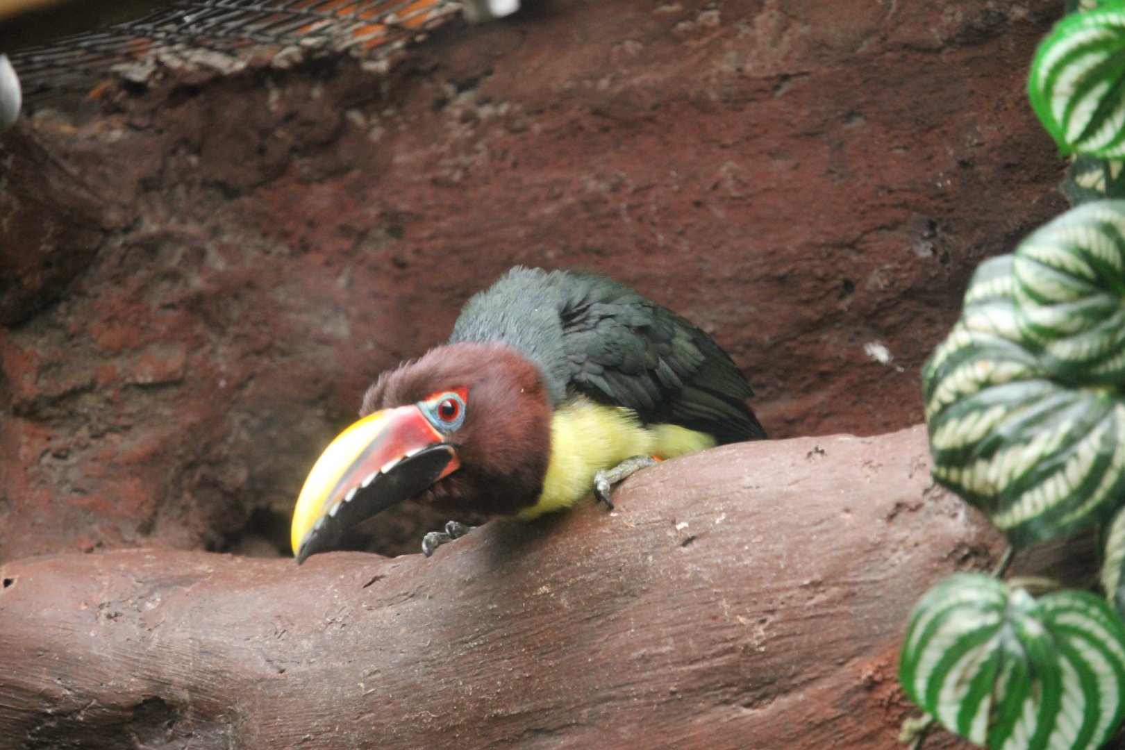 Green Aracari (Pteroglossus viridis)