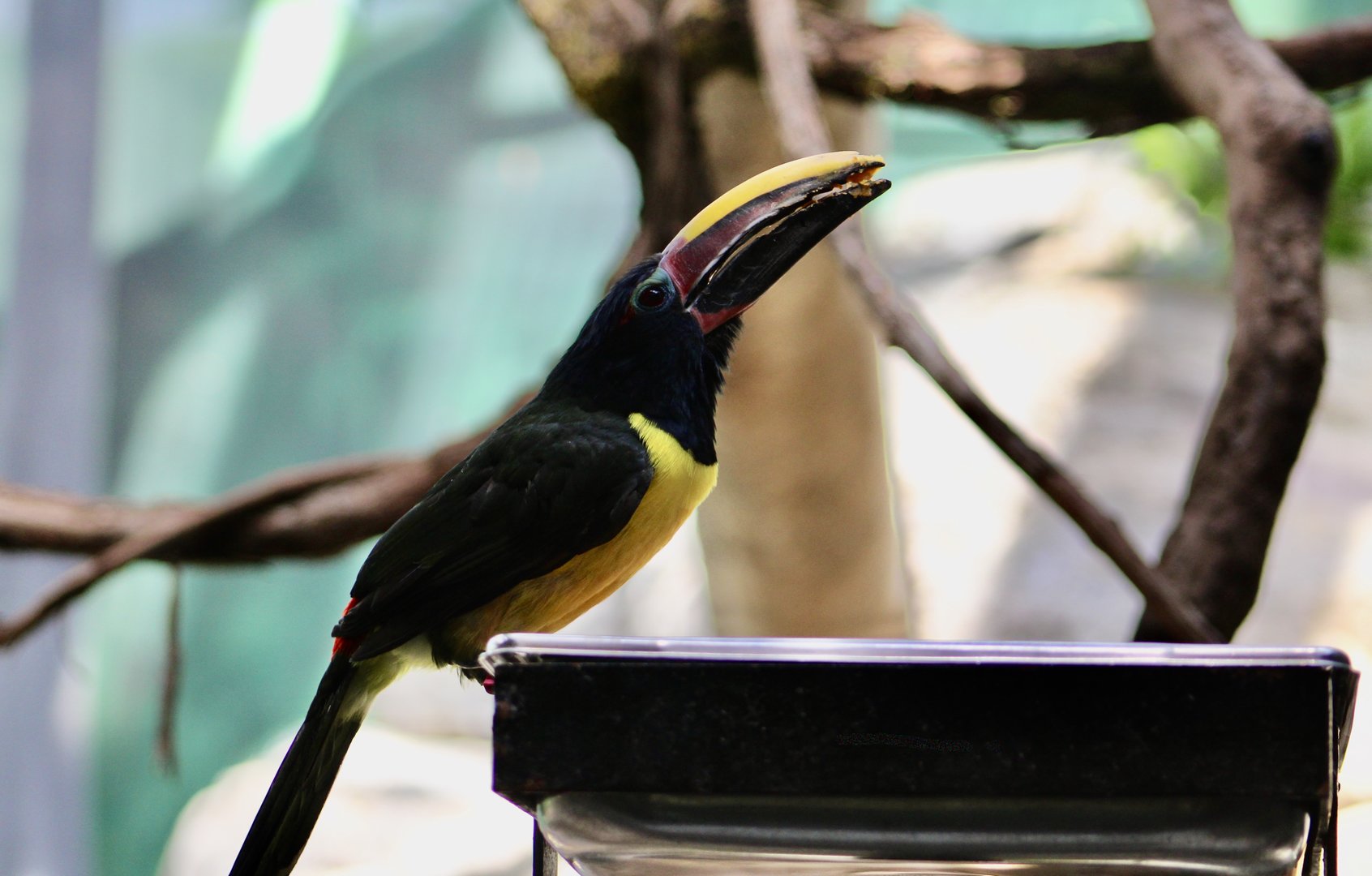 Green Aracari (Pteroglossus viridis)
