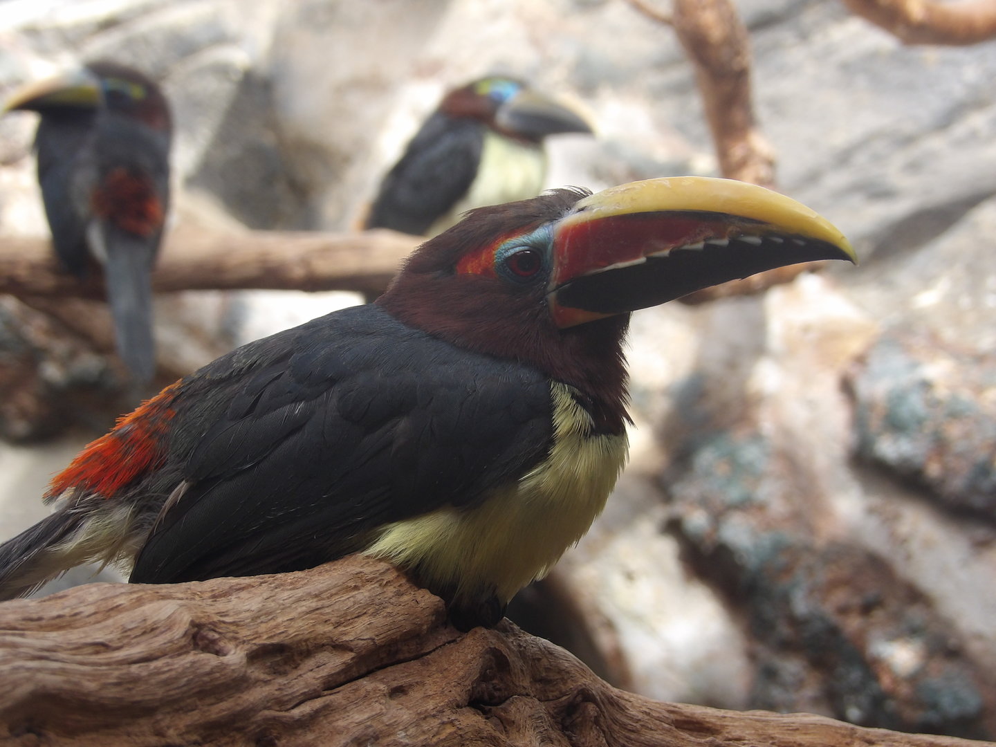 Green Aracari (Pteroglossus viridis)