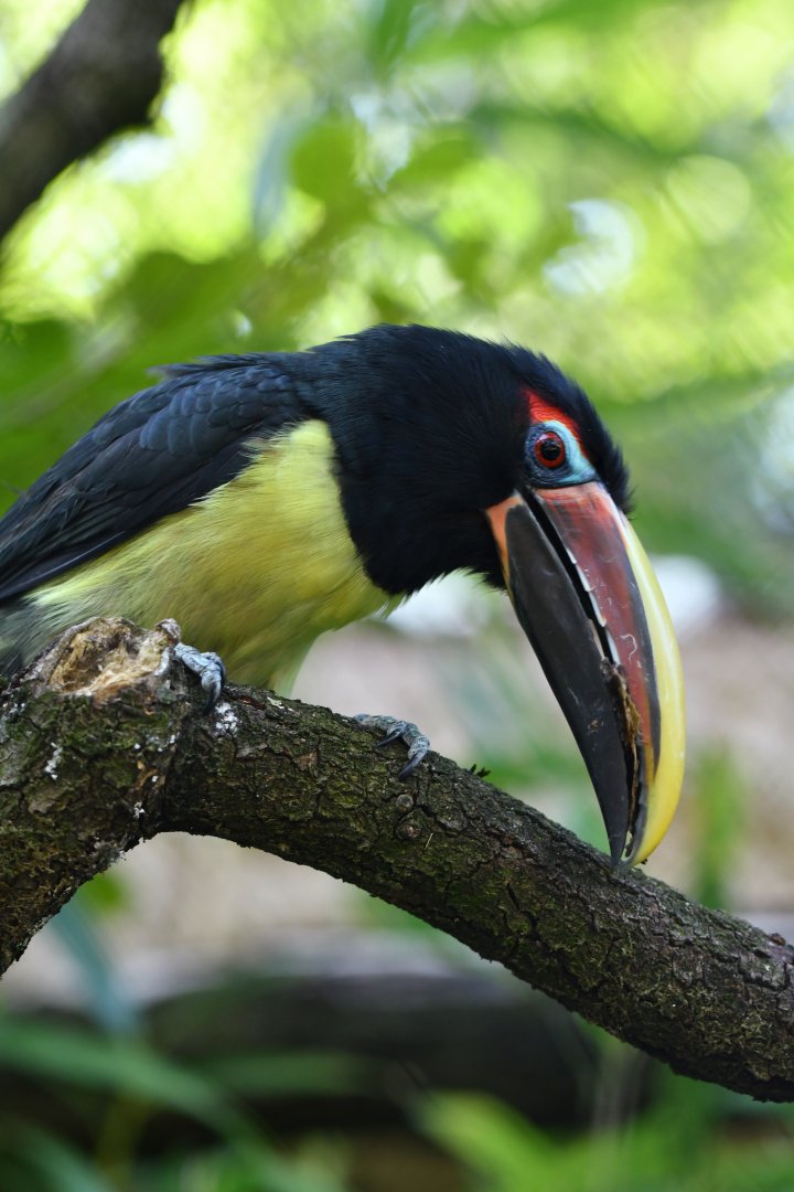 Green Aracari Pteroglossus viridis