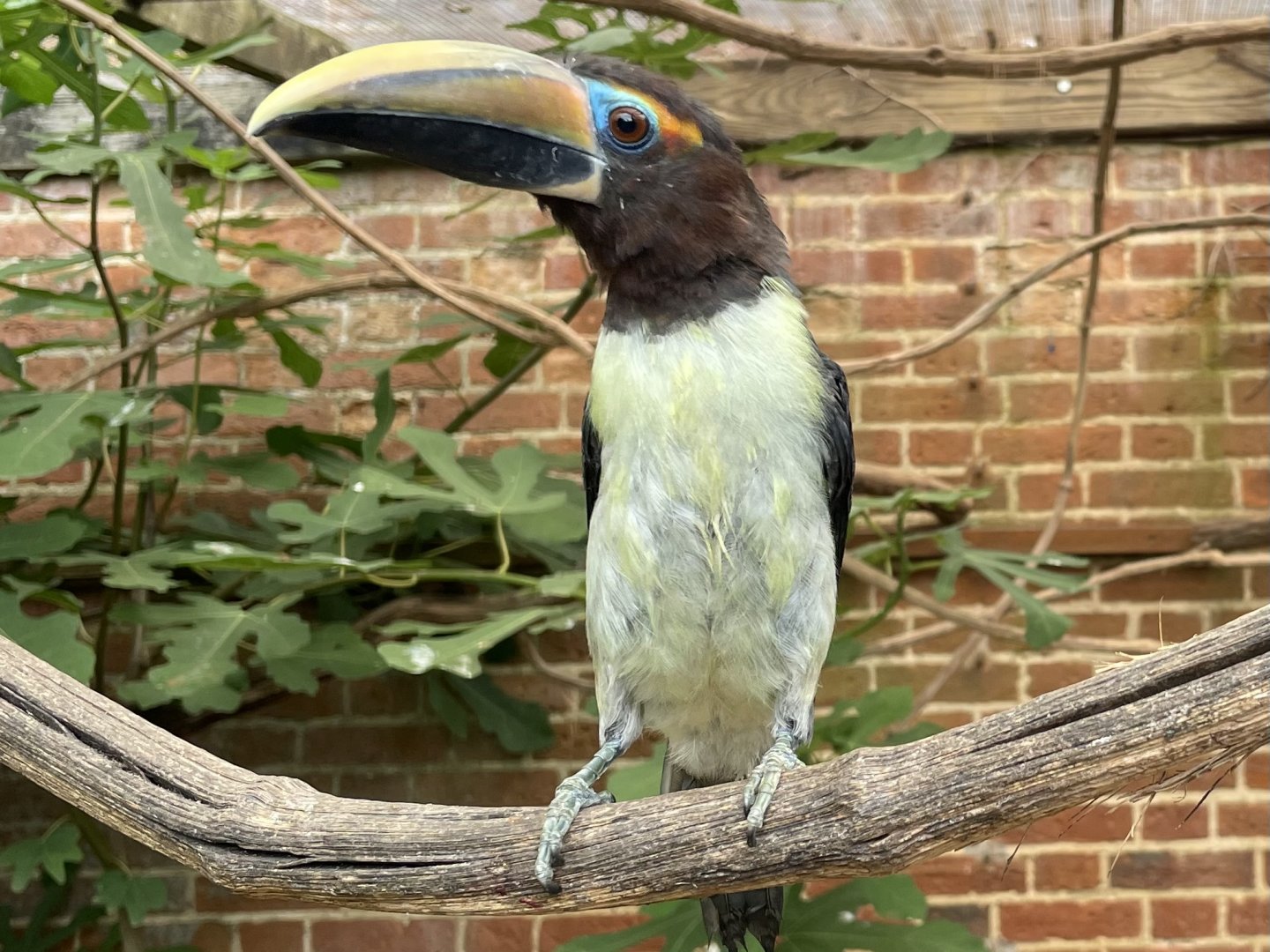 Green Aracari (Pteroglossus viridis)