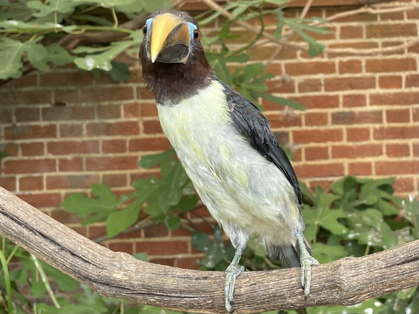 Green Aracari (Pteroglossus viridis)