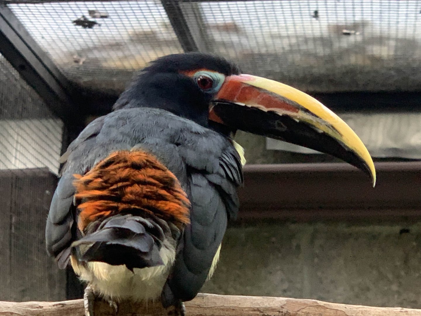 Green Aracari (Pteroglossus viridis)