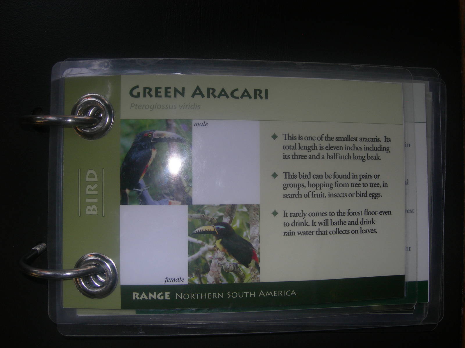 Green Aracari Sign in Rainforest Building