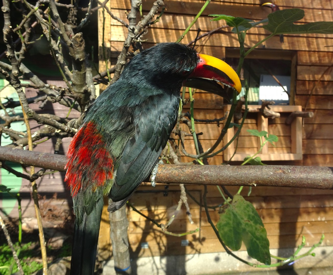 Green Aracari, Wild Discovery, 2 August 2025