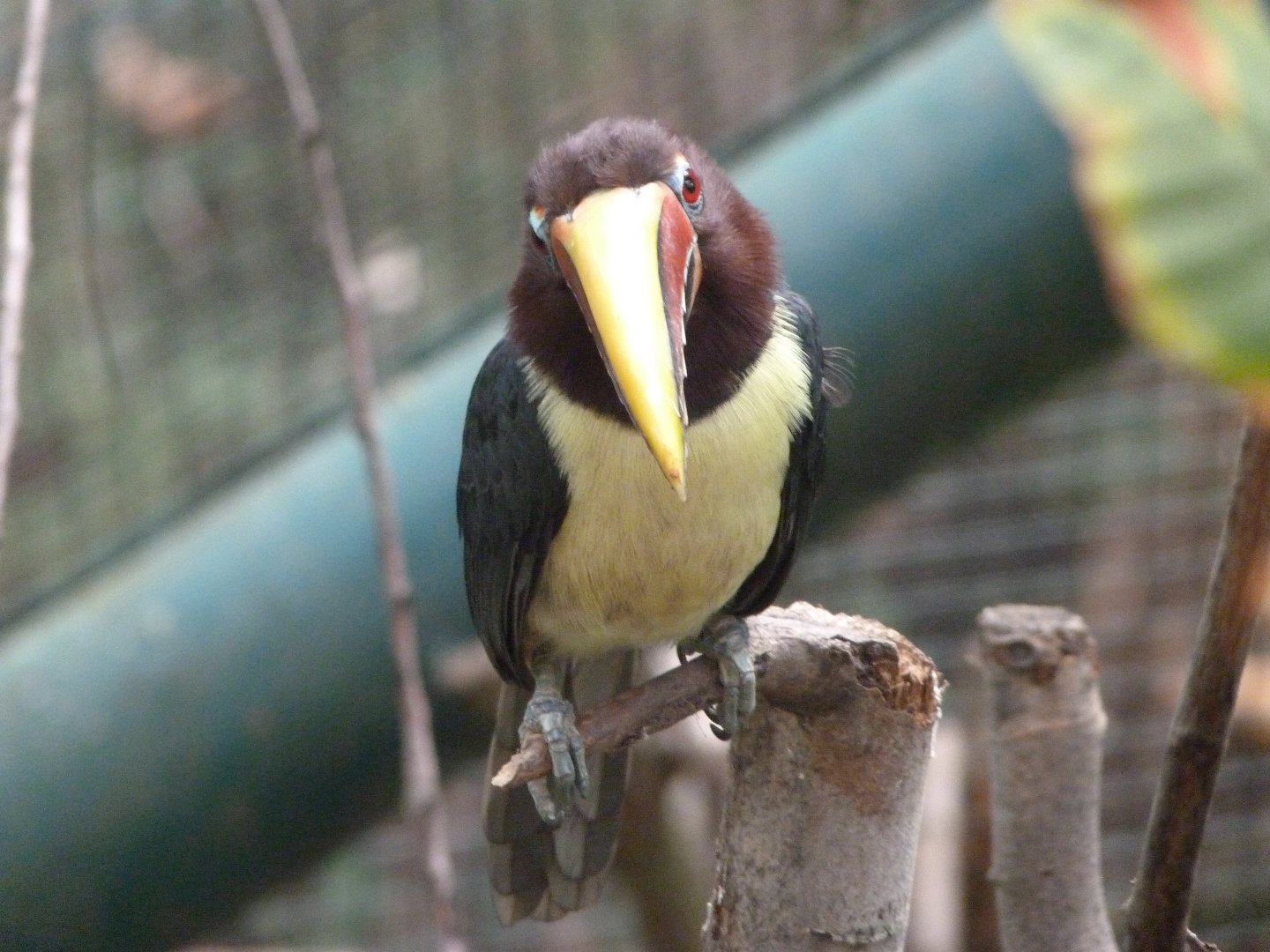Green aracari -Zoo Plzeň (2025)