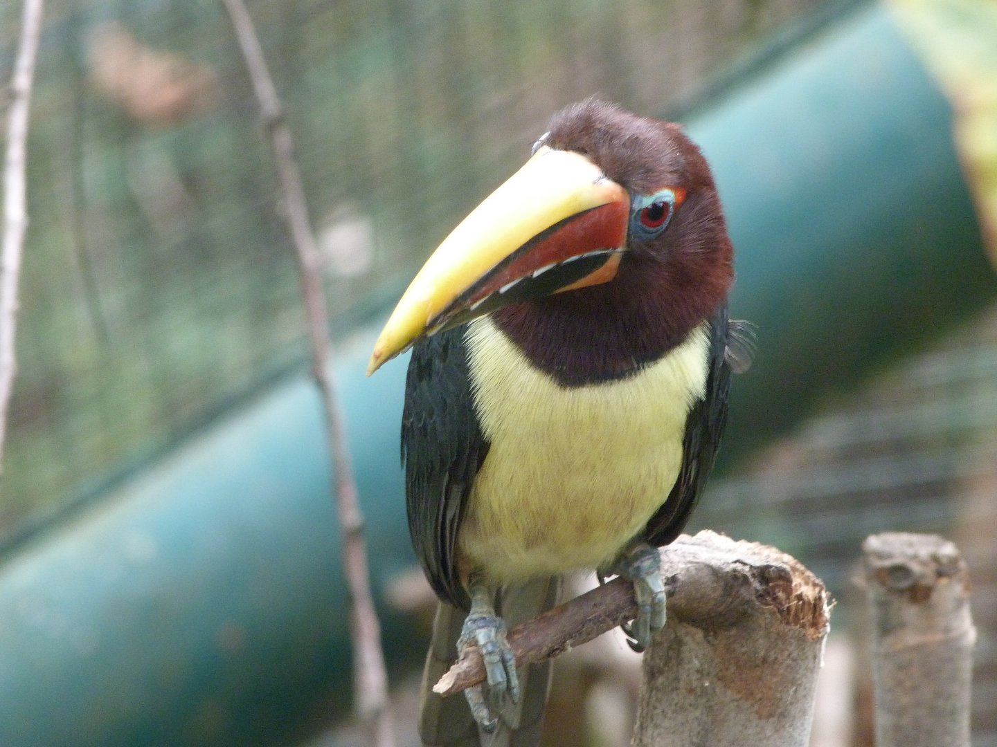 Green aracari -Zoo Plzeň (2025)