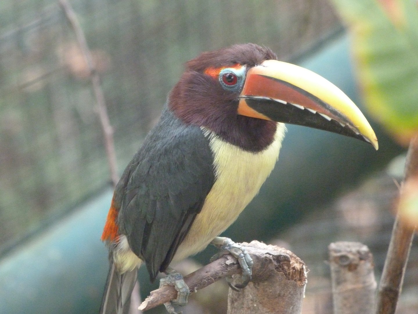 Green aracari -Zoo Plzeň (2025)