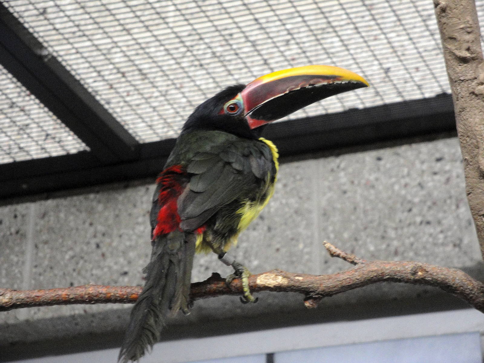 Green Aracari