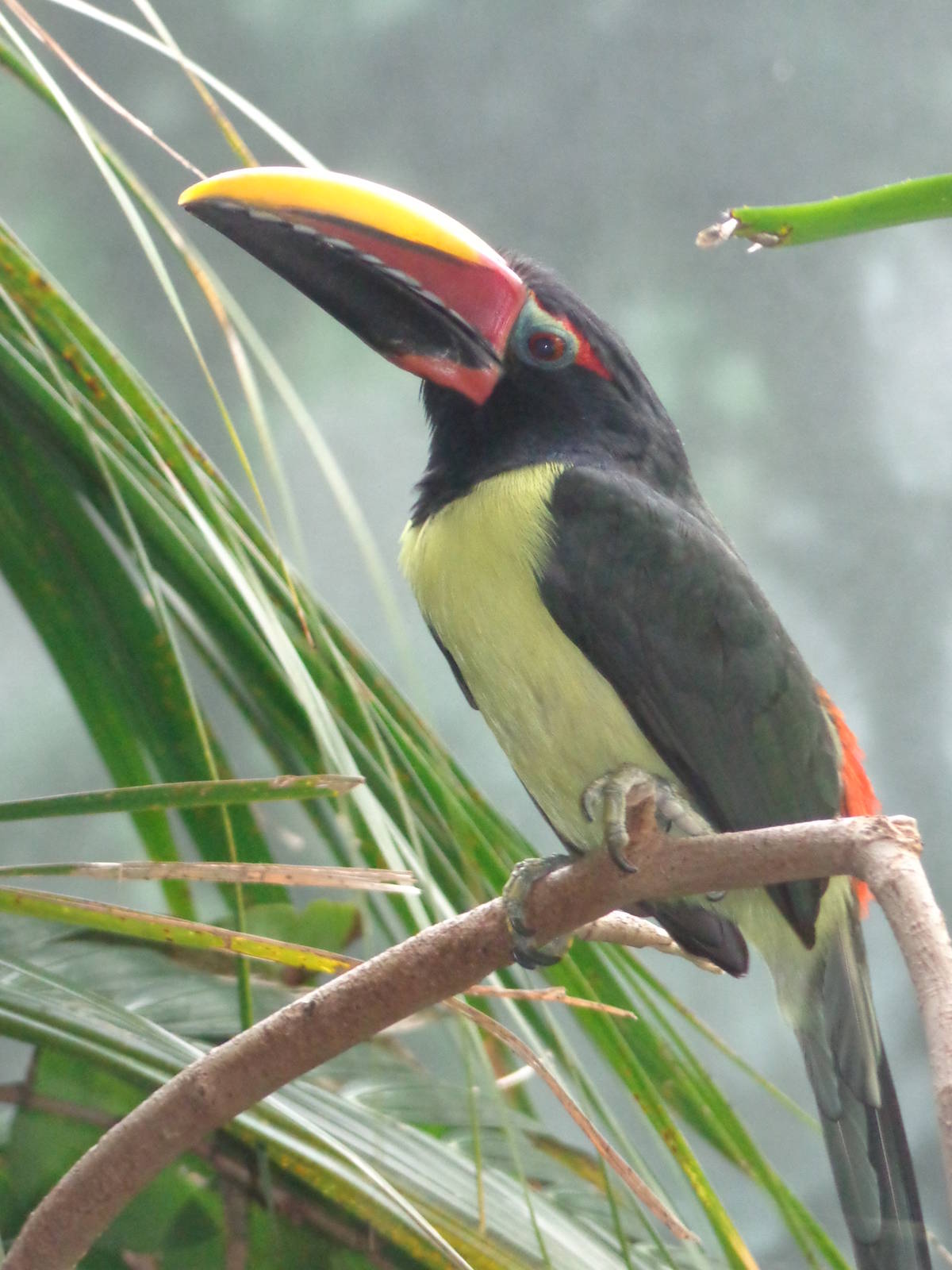 Green Aracari
