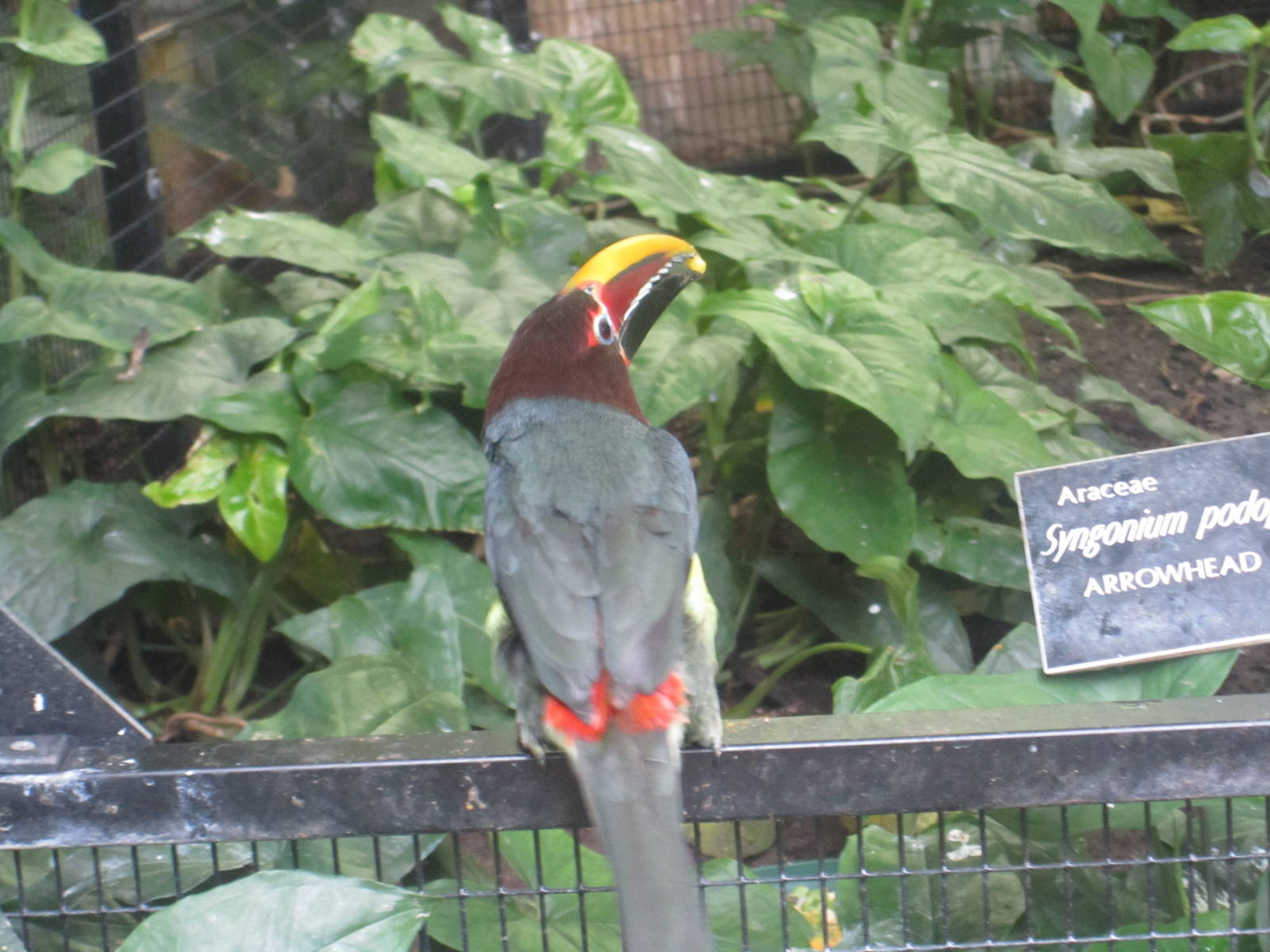 Green Aracari