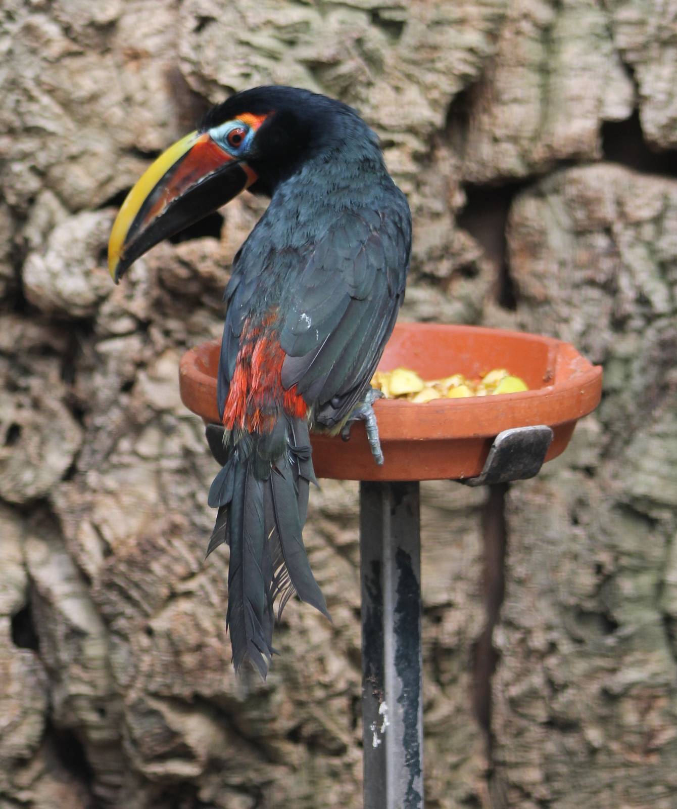 Green aracari