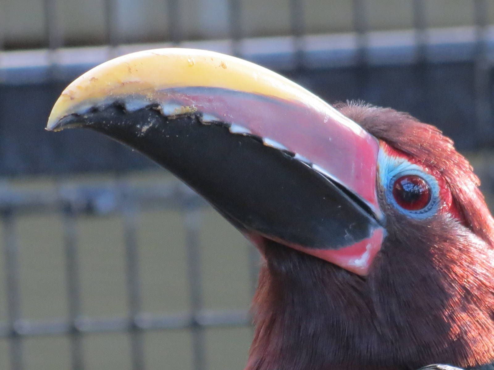 Green Aracari