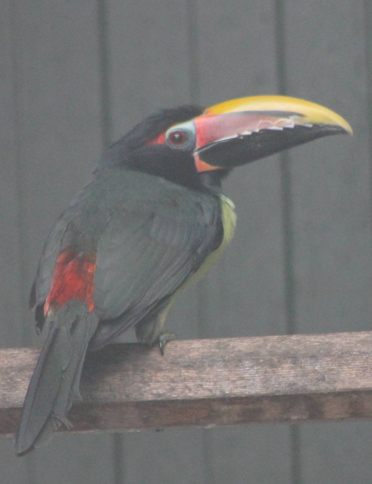 Green aracari