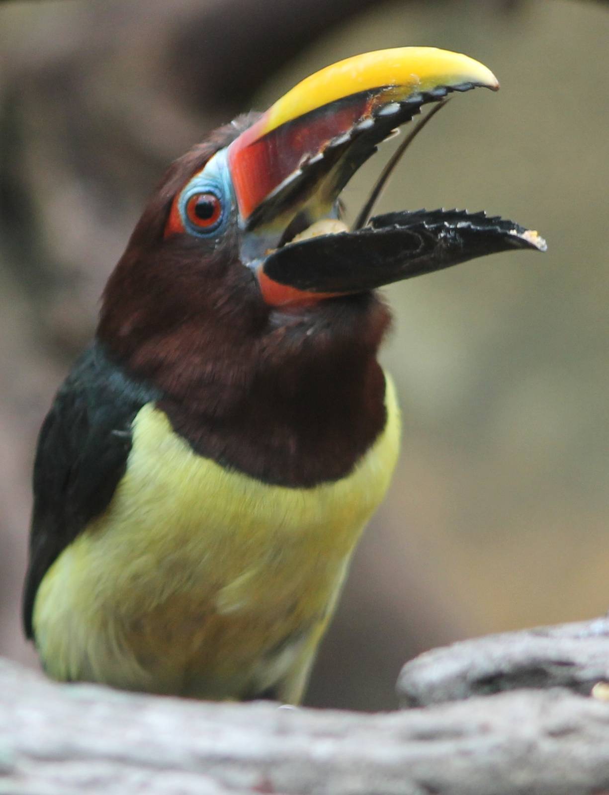 Green aracari
