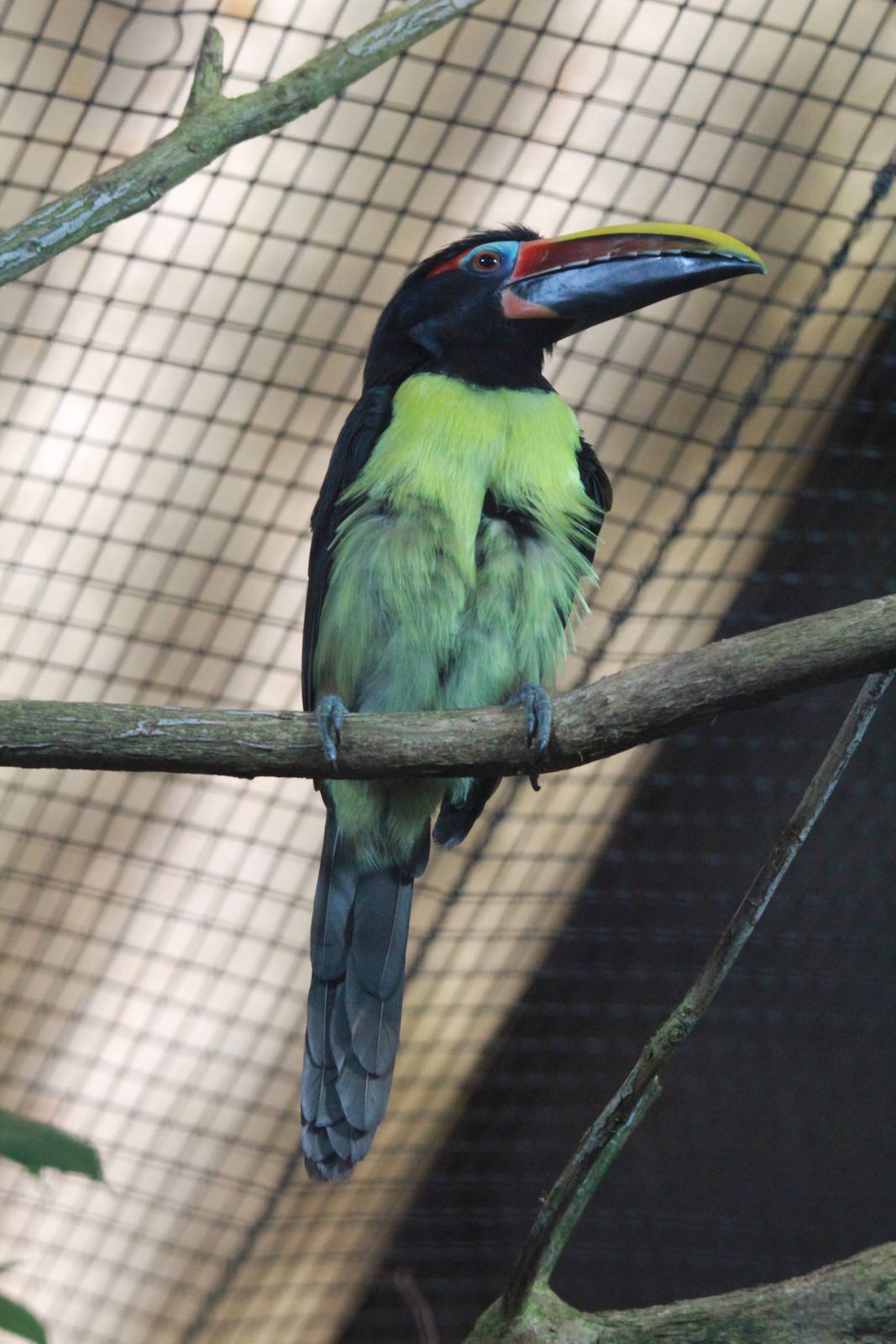 Green Aracari