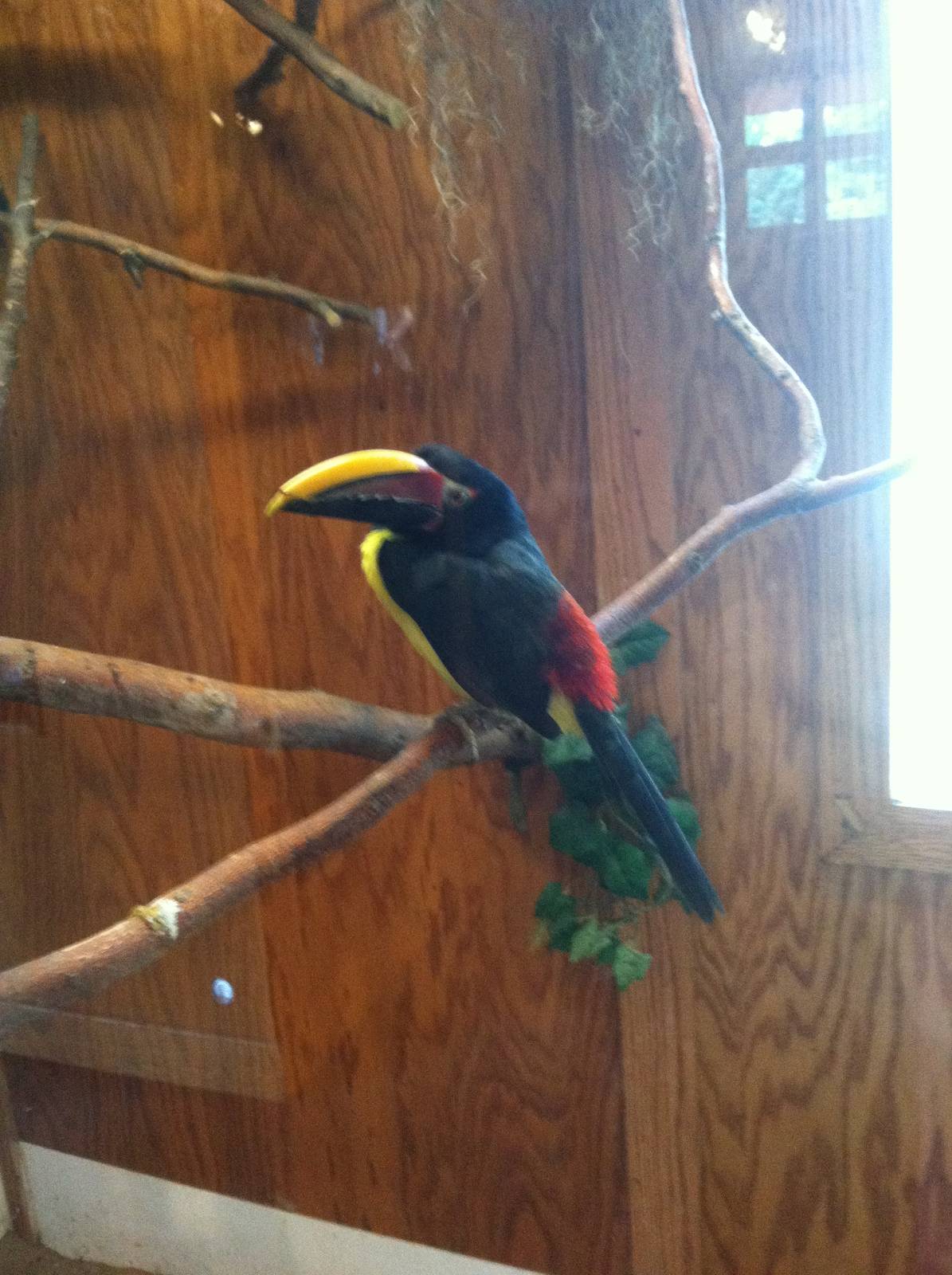 Green Aracari