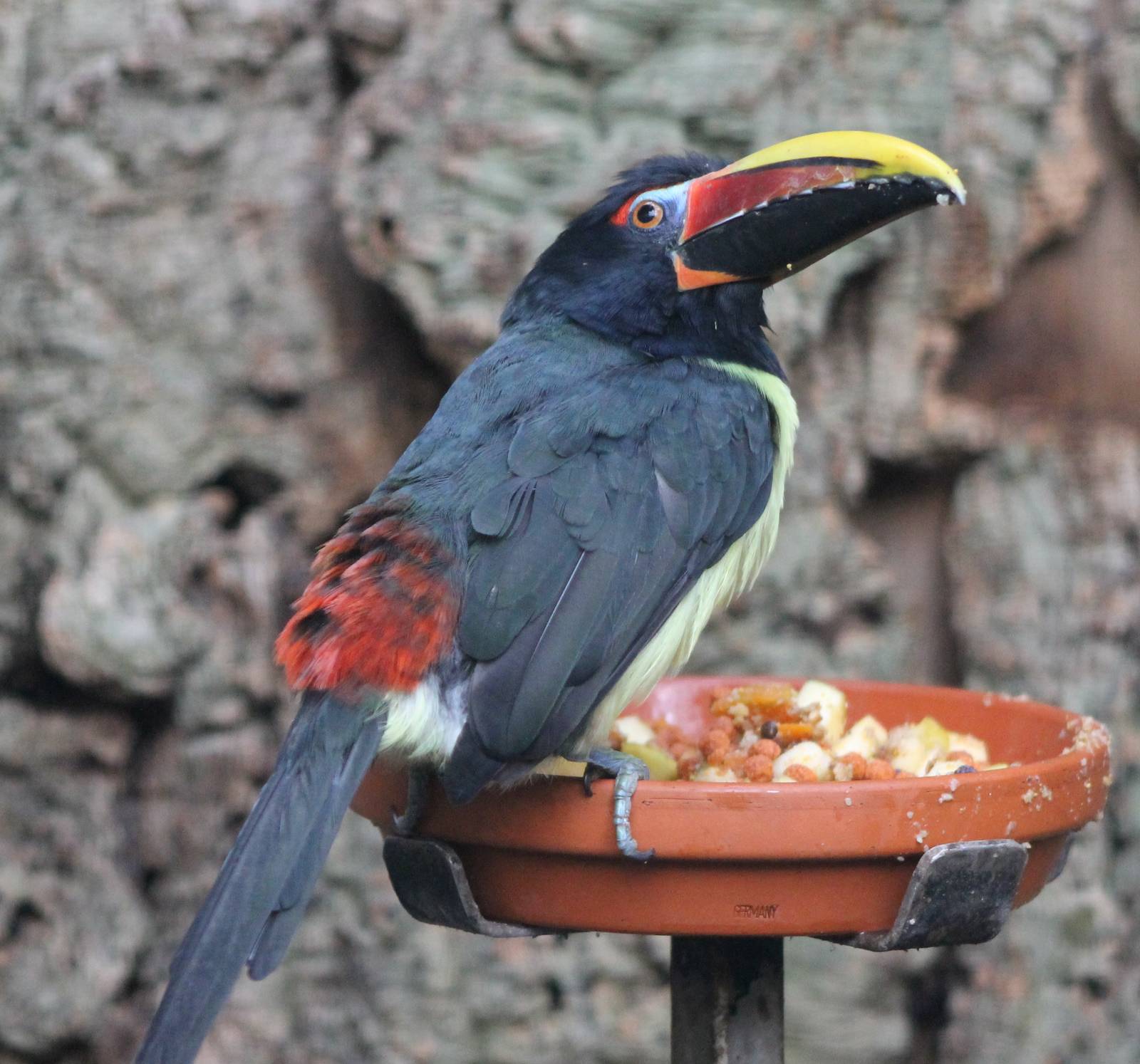 Green aracari