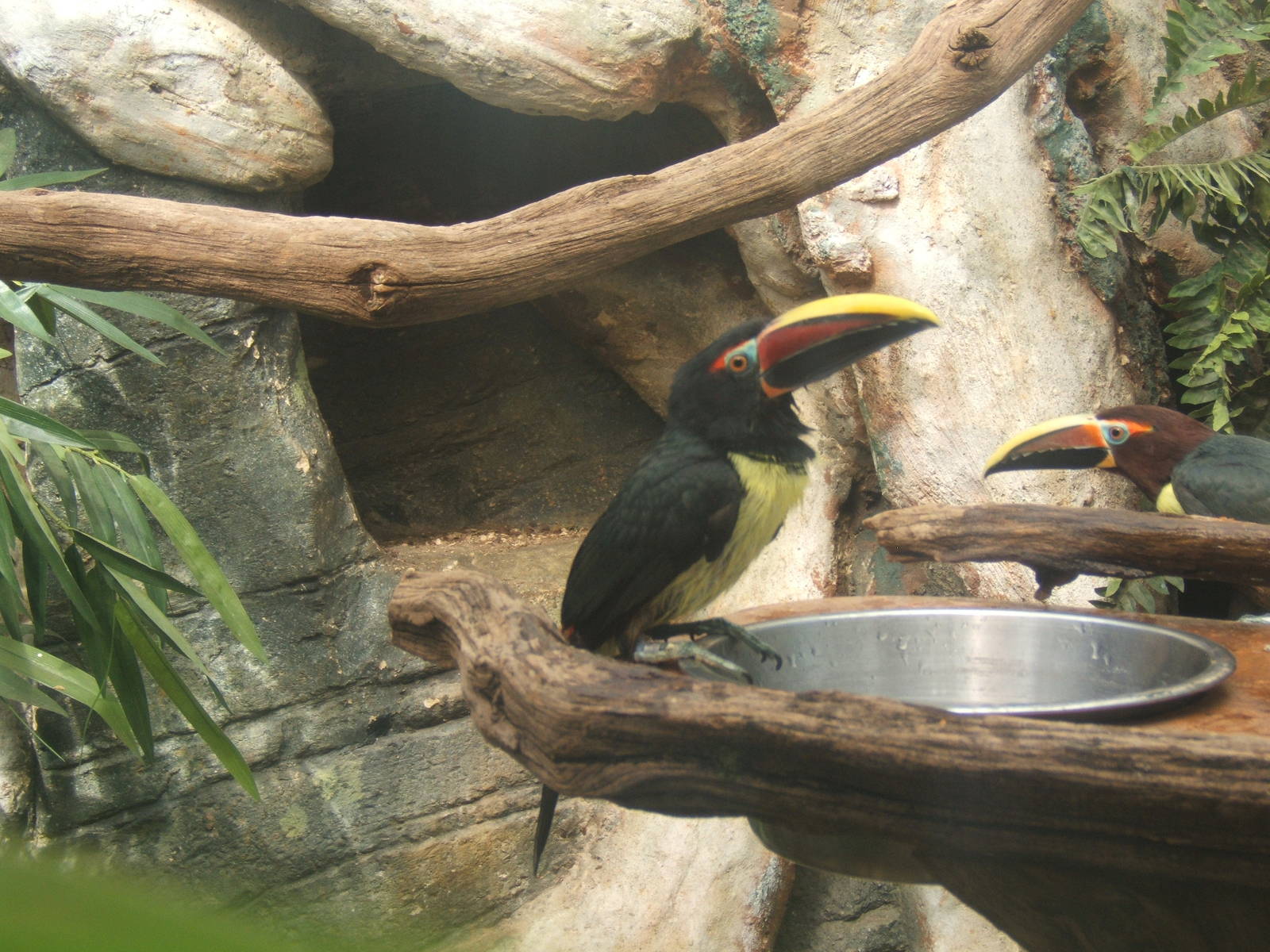Green Aracari