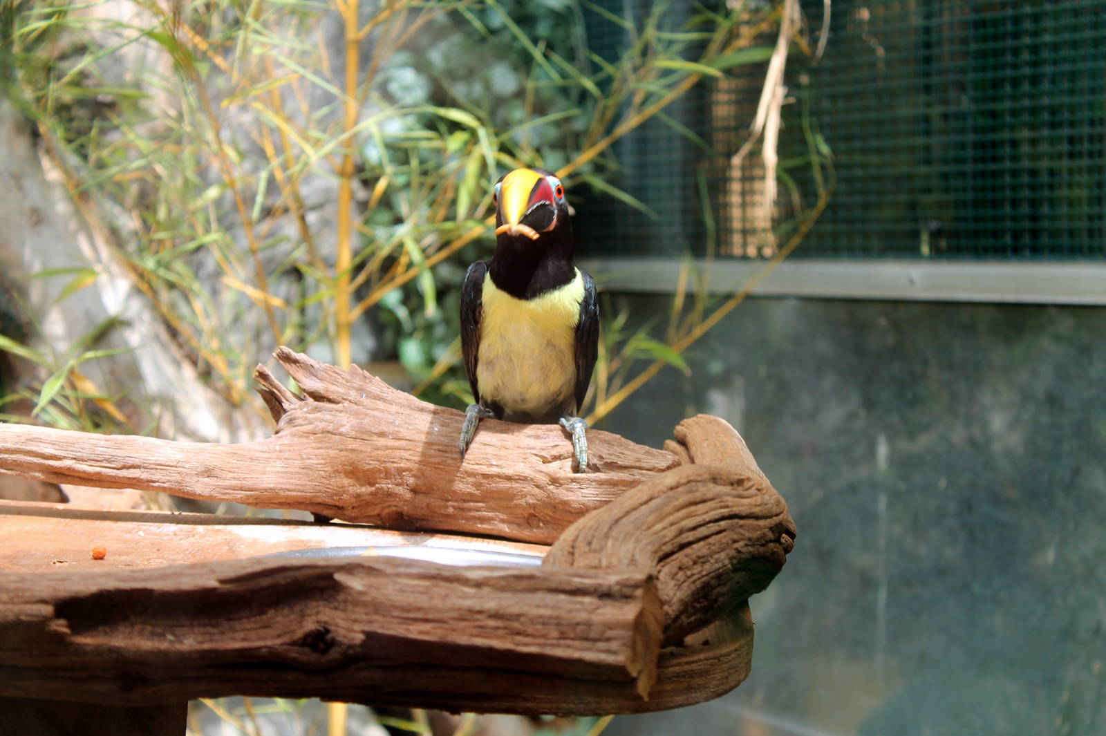 Green Aracari