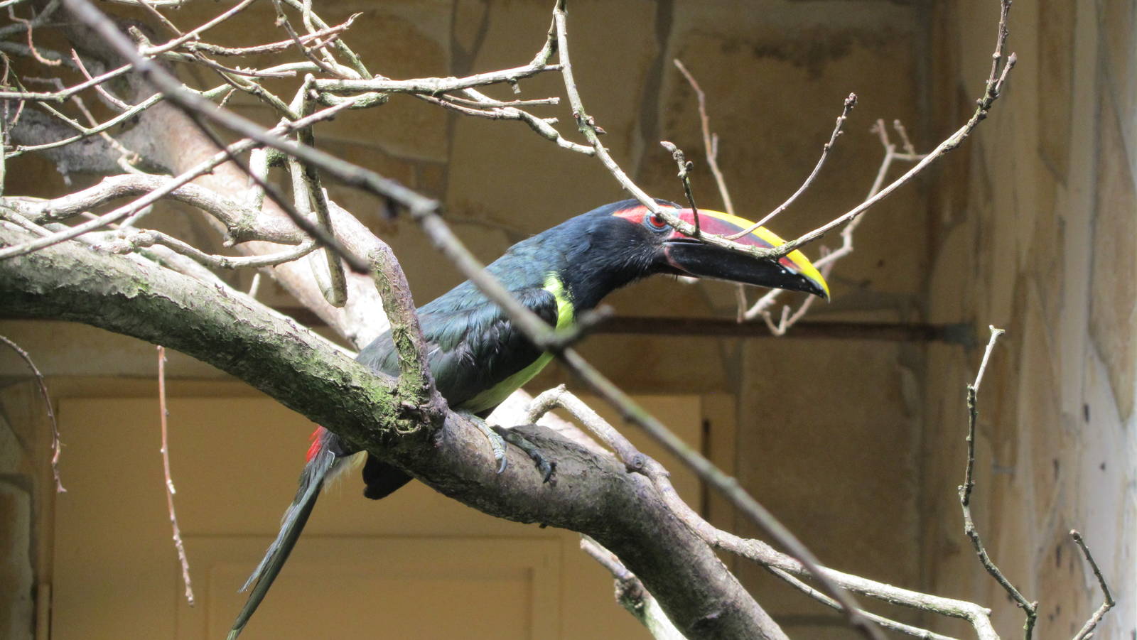 Green aracari