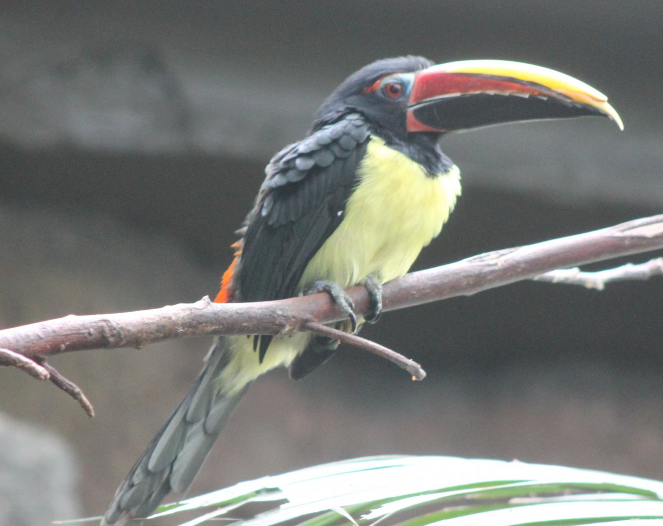 Green aracari