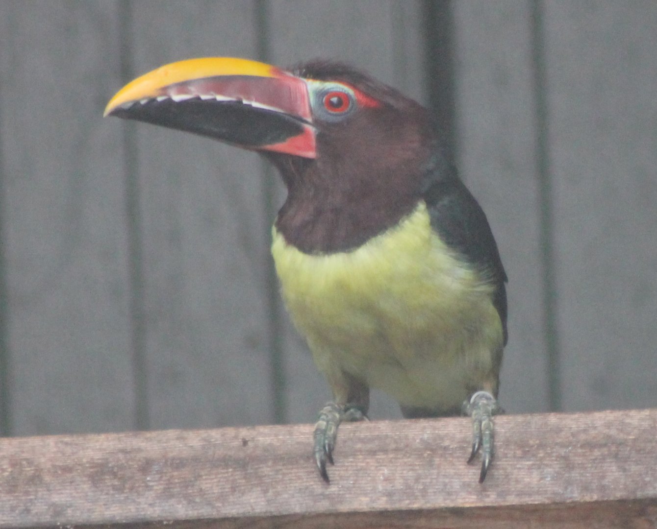 Green aracari