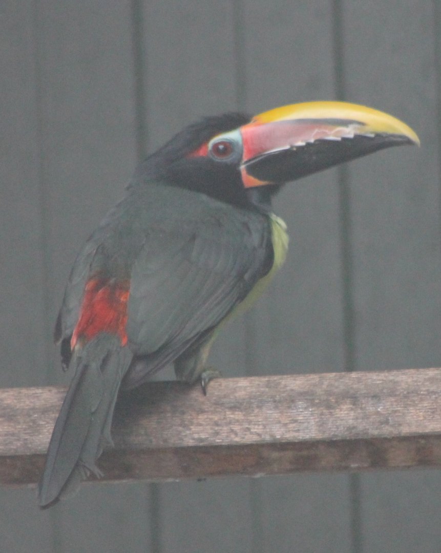Green aracari