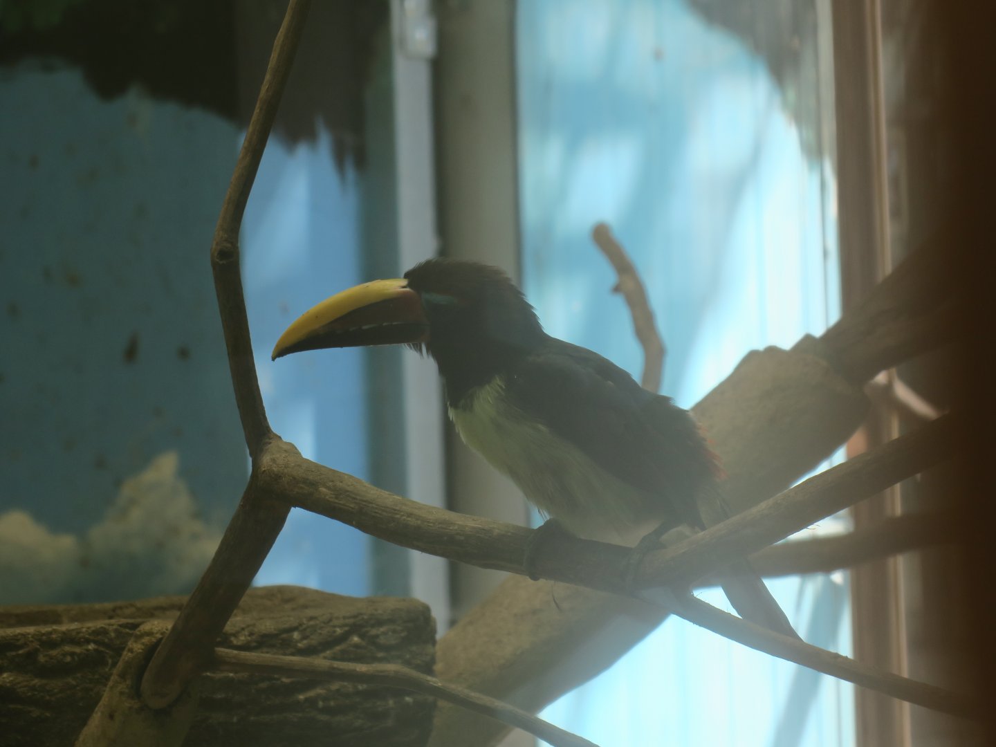 green aracari