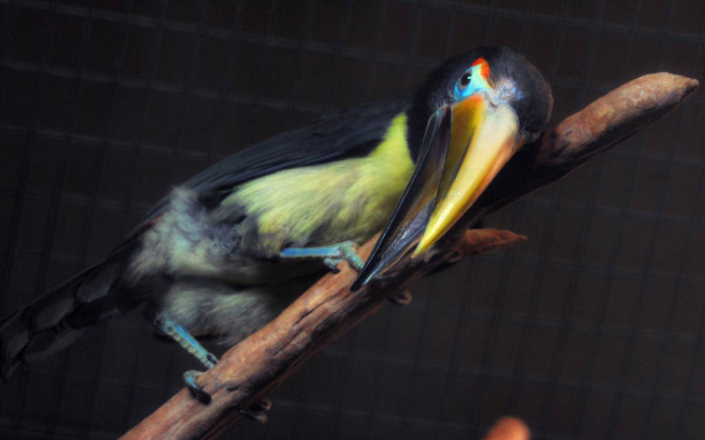 green aracari