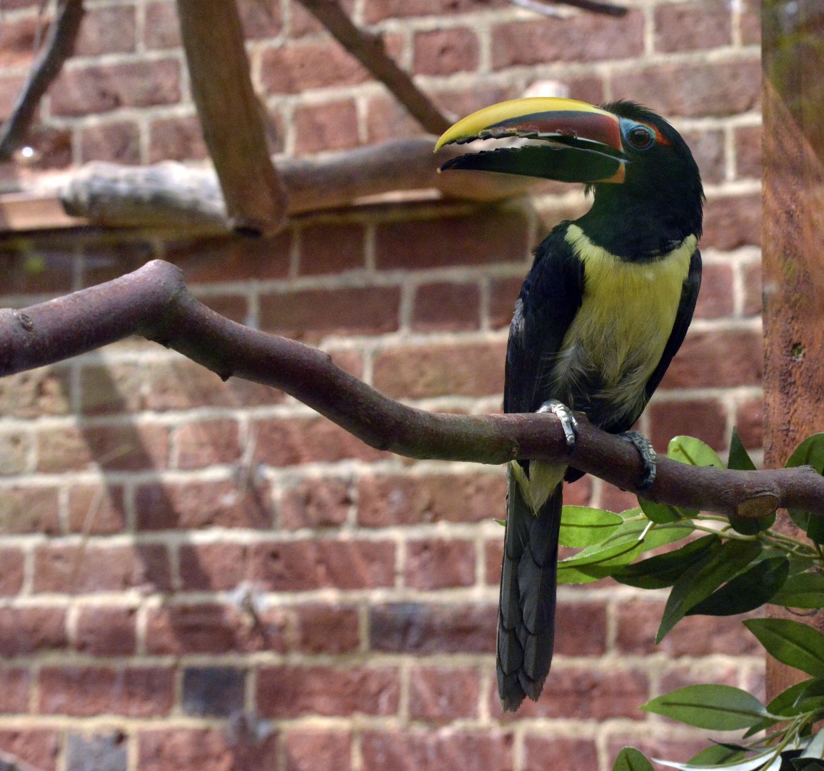 Green aracari