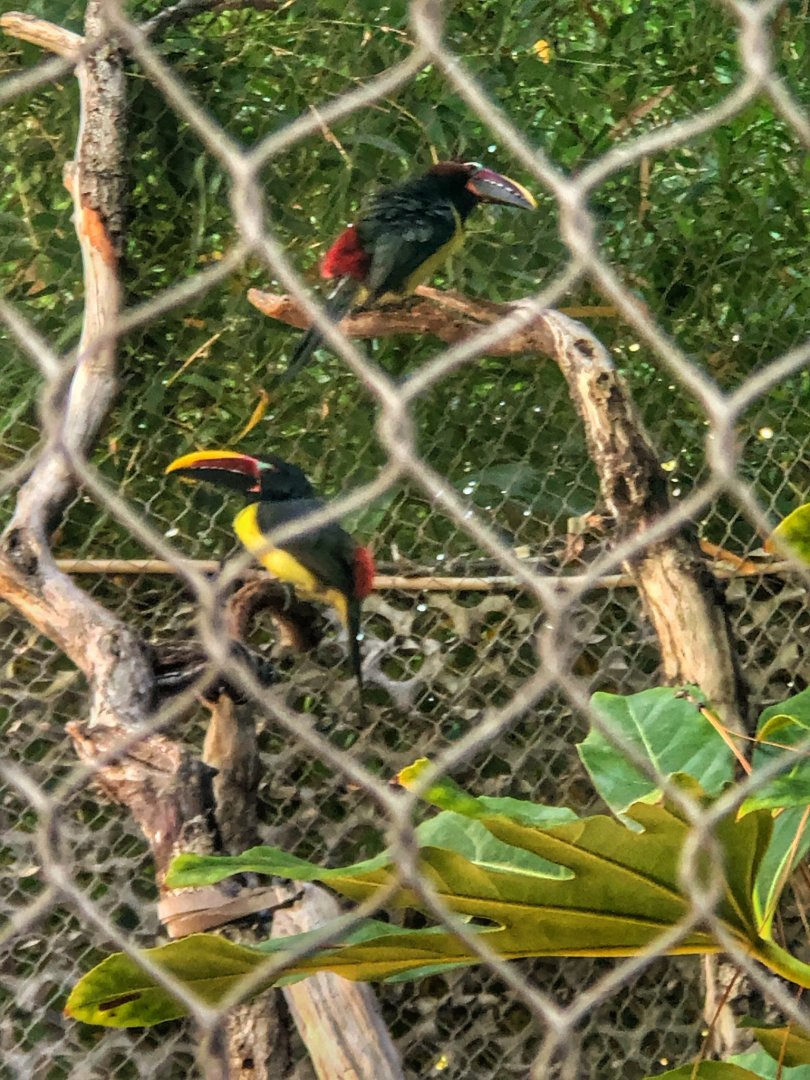 Green Aracari