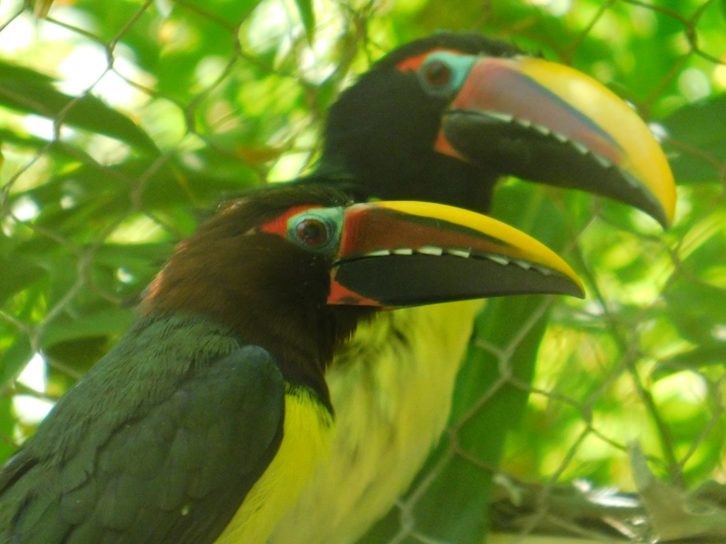 Green Aracari