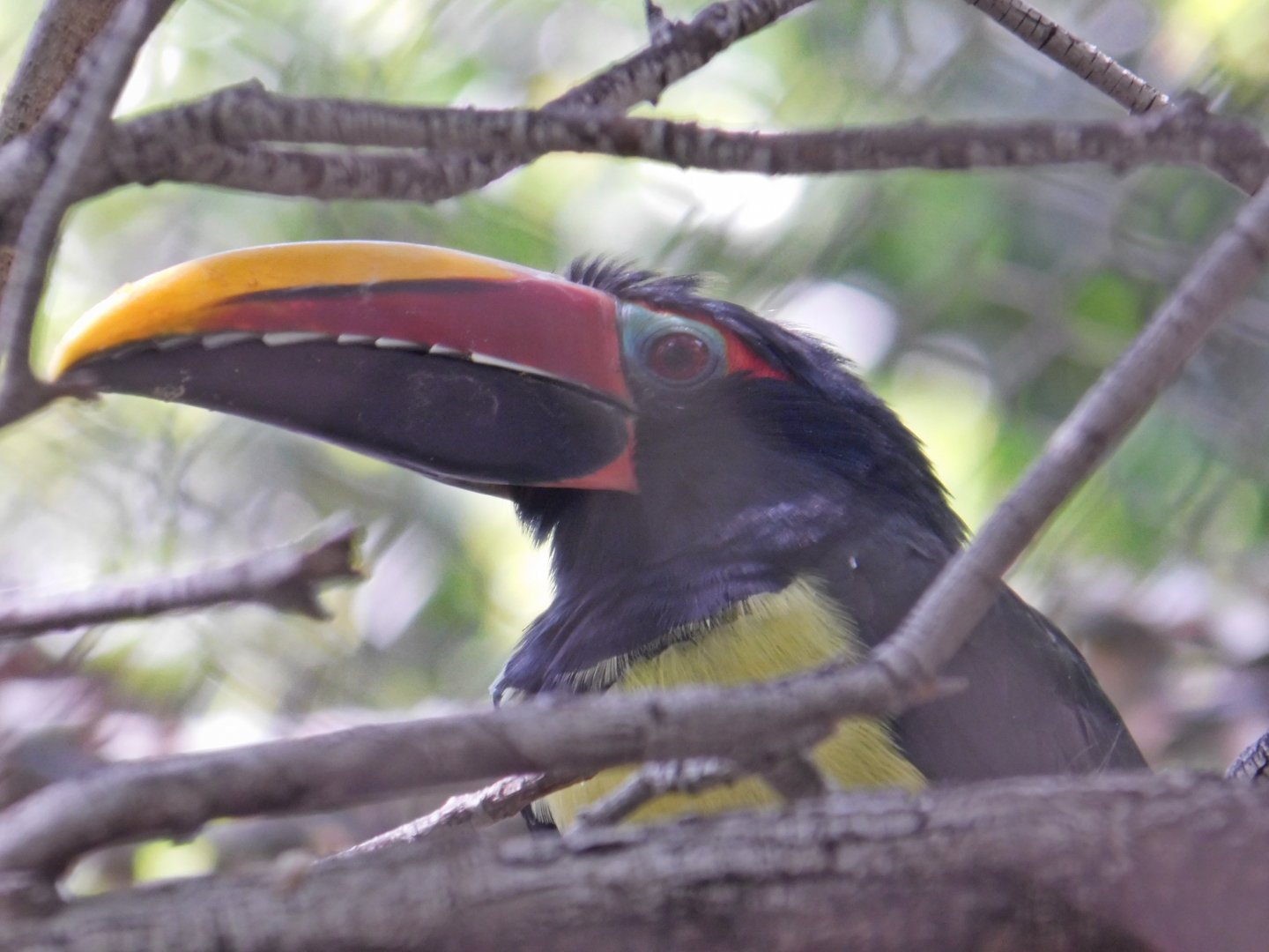 Green Aracari