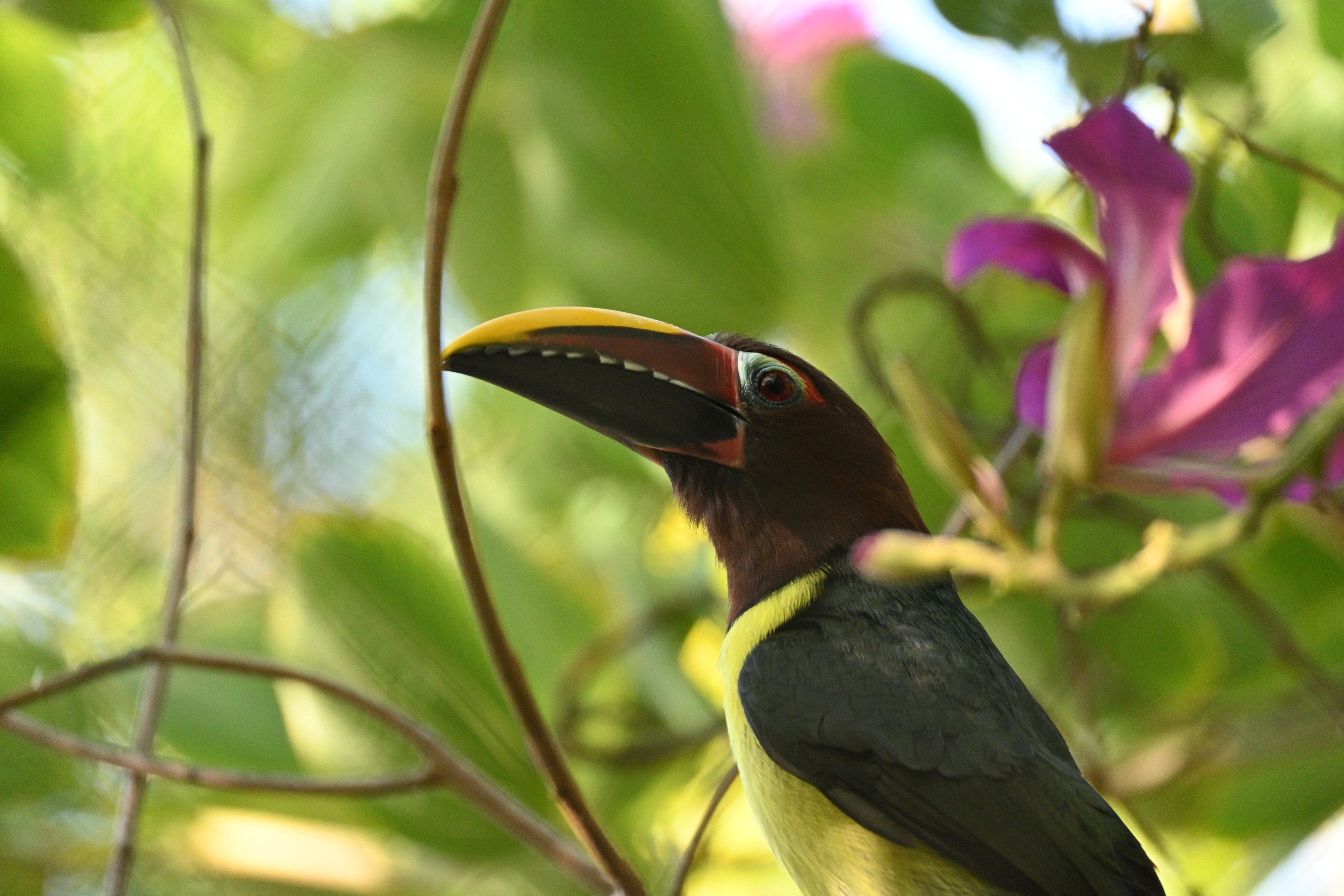Green Aracari