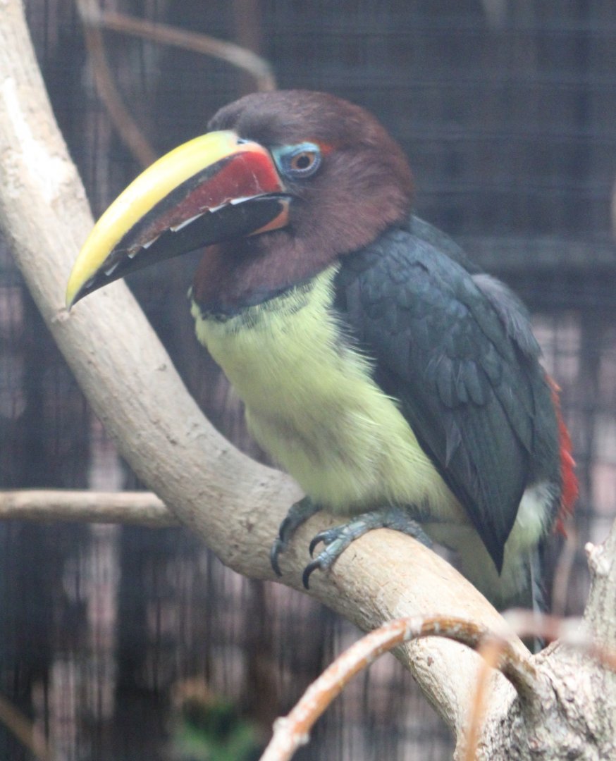 Green aracari