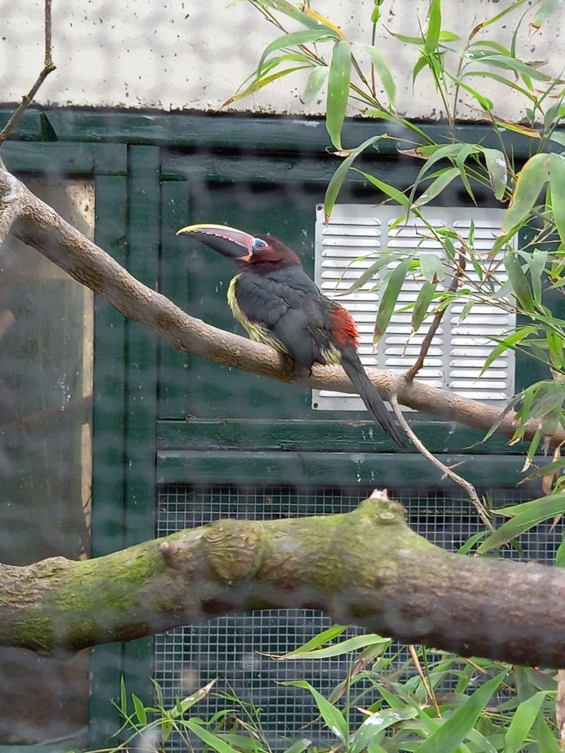 Green Aracari