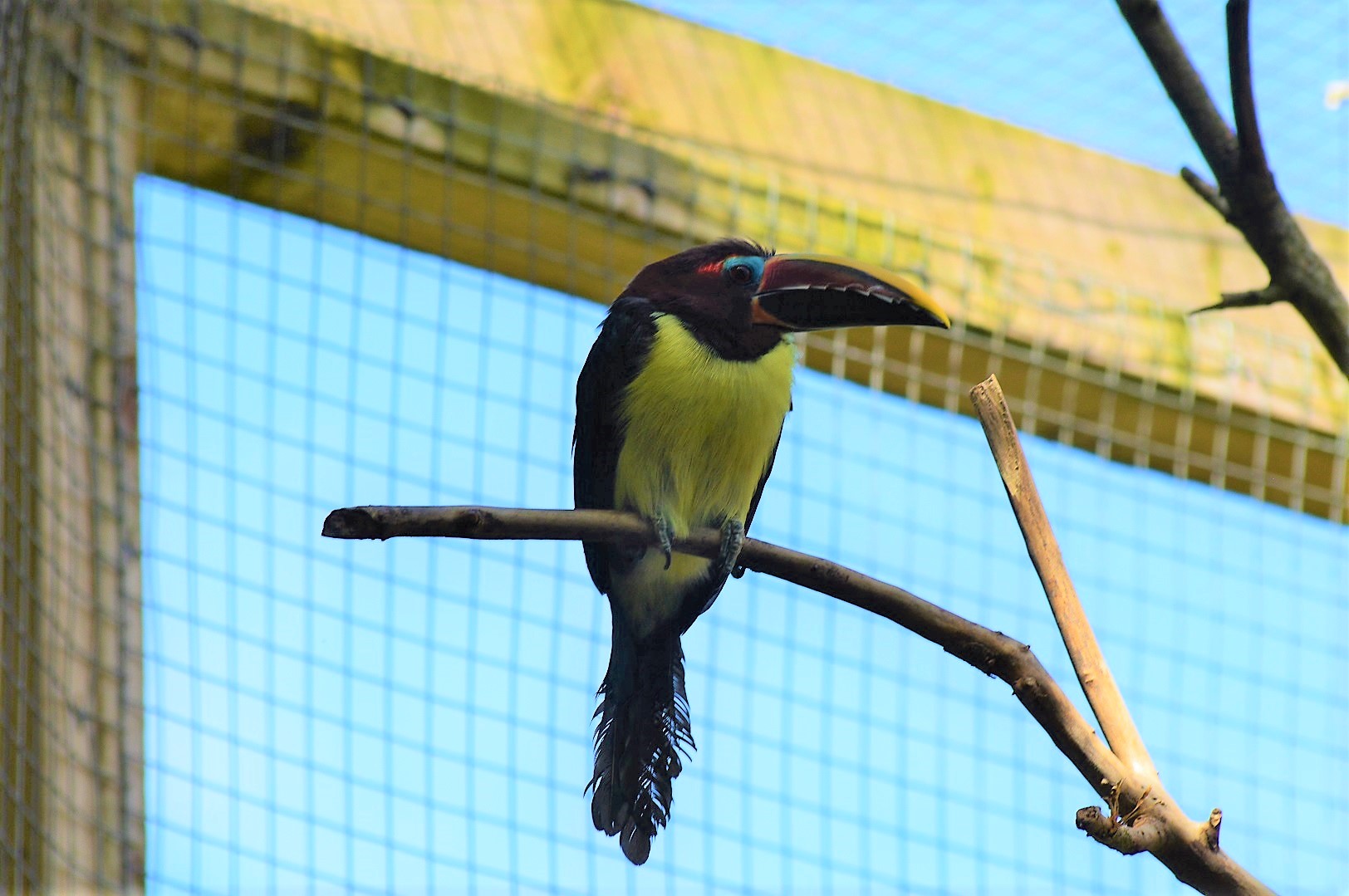 Green Aracari