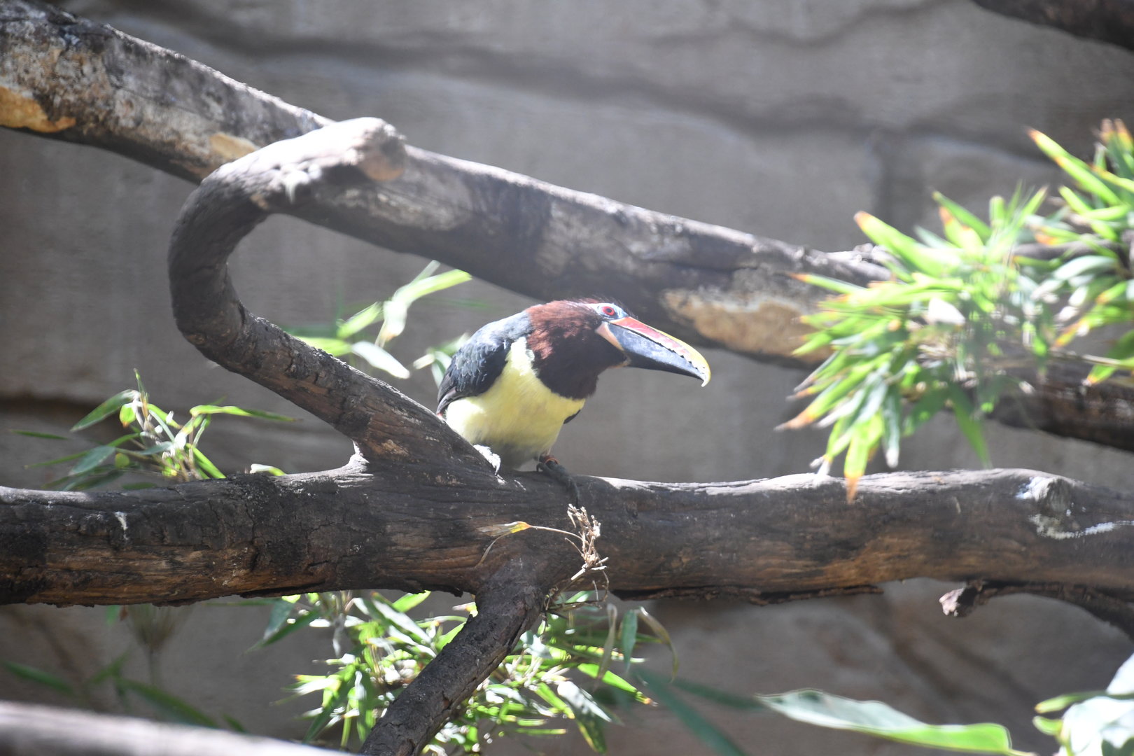 Green Aracari