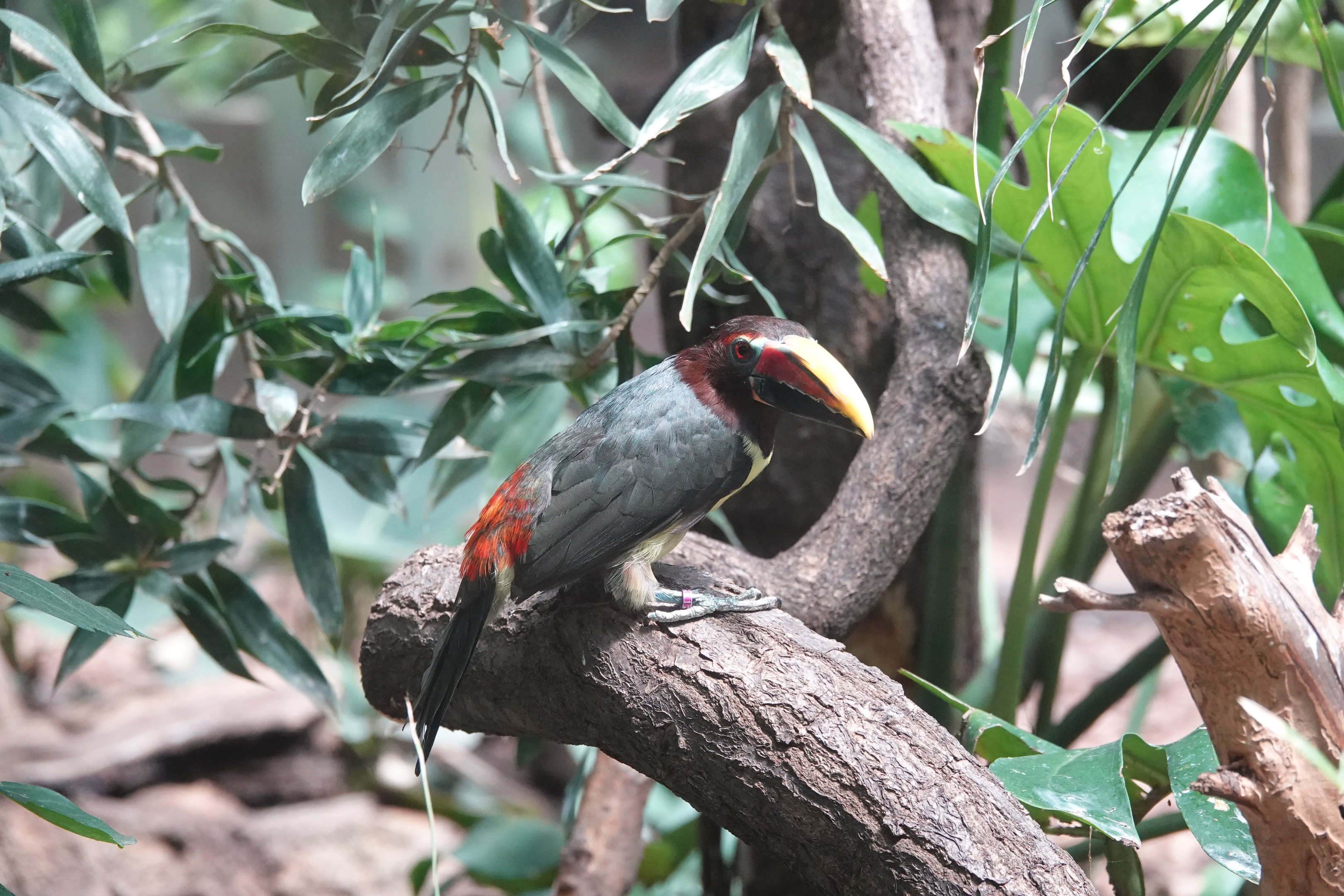 Green aracari