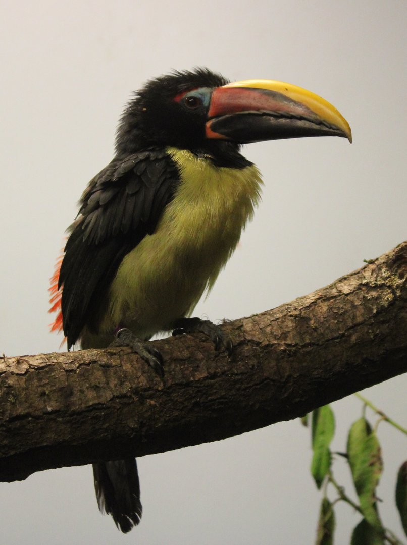 Green aracari