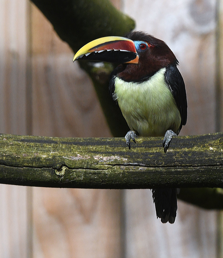 Green Aracari