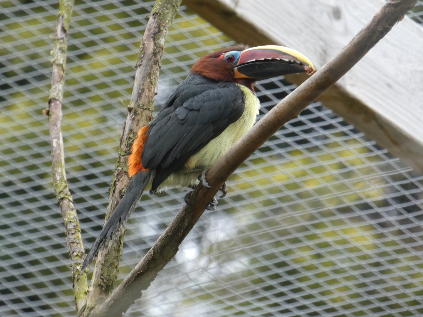 Green aracari